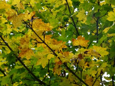 Erable champetre, Acer campestre, Acéracées, Arboretum de … 
