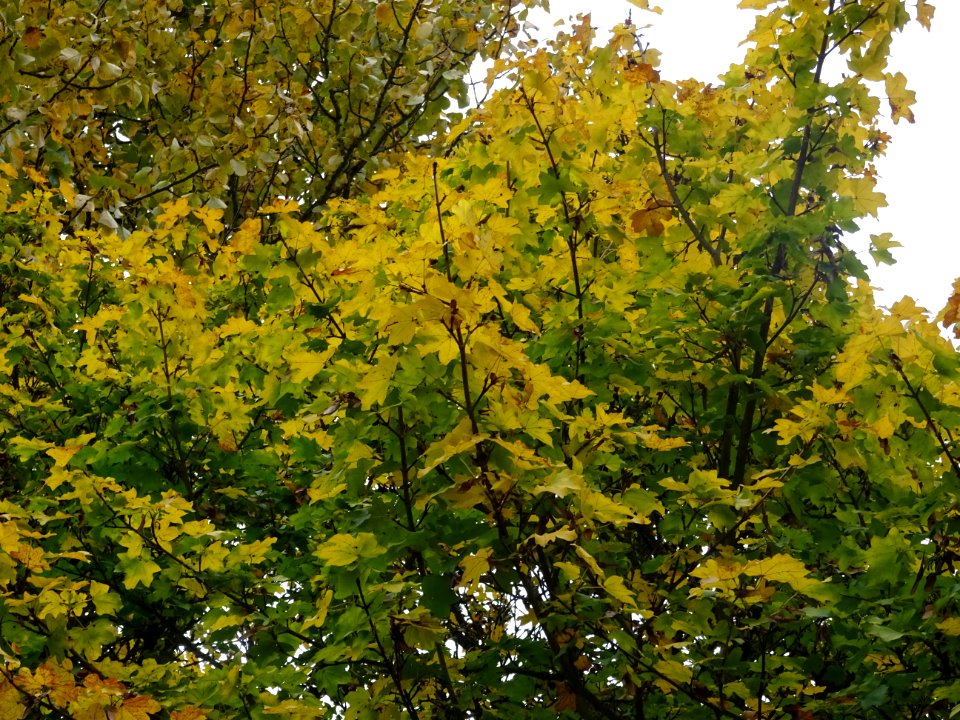 Erable champetre, Acer campestre, Acéracées, Arboretum de … 