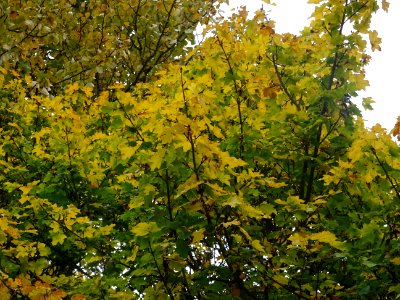Erable champetre, Acer campestre, Acéracées, Arboretum de … 