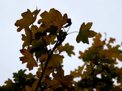 Erable champetre, Acer campestre, Acéracées, Arboretum de … 