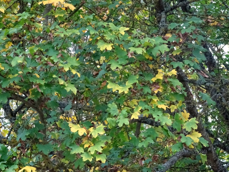 Erable champetre, Acer campestre, Acéracées, Arboretum de … 