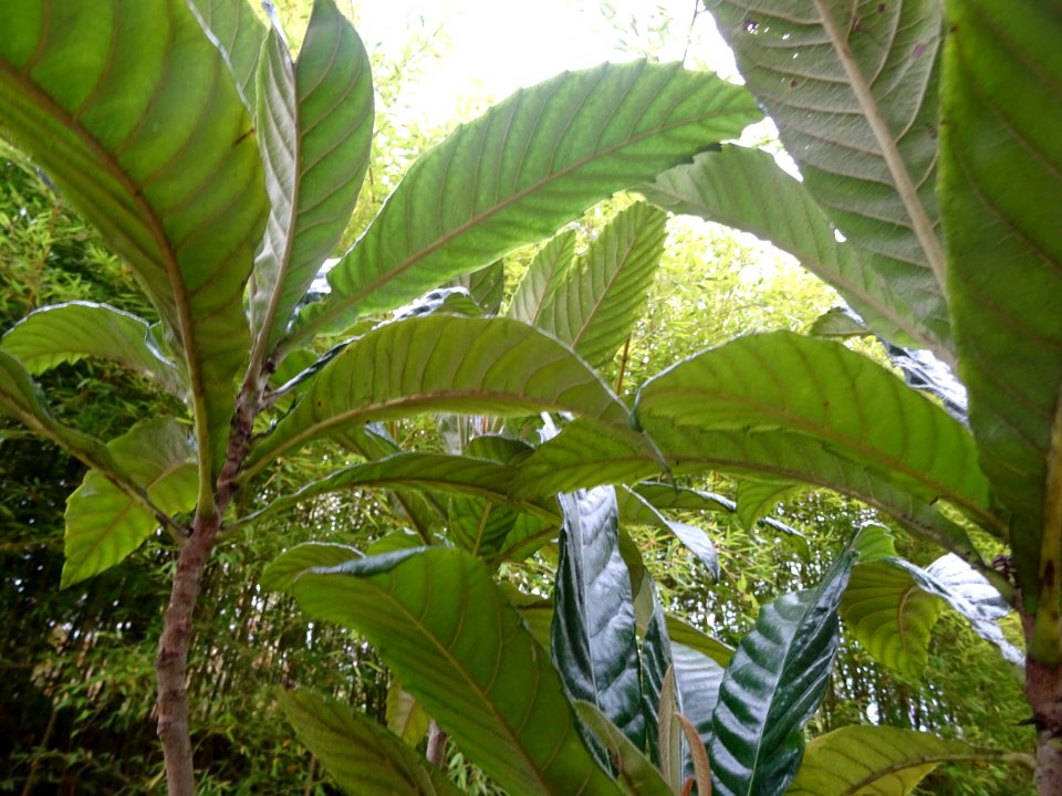 Néflier du Japon, Eriobotrya japonica, Rosacées, Arboretum… 