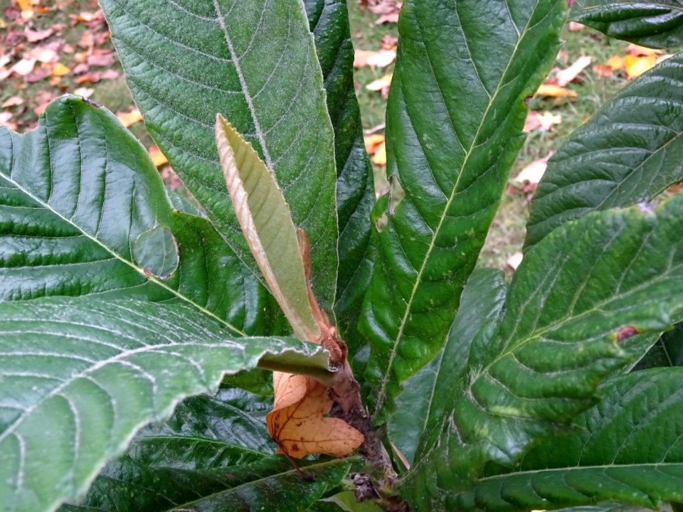 Néflier du Japon, Eriobotrya japonica, Rosacées, Arboretum… 