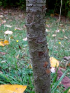 Ecorce du Néflier du Japon, Eriobotrya japonica, Rosacées,… 
