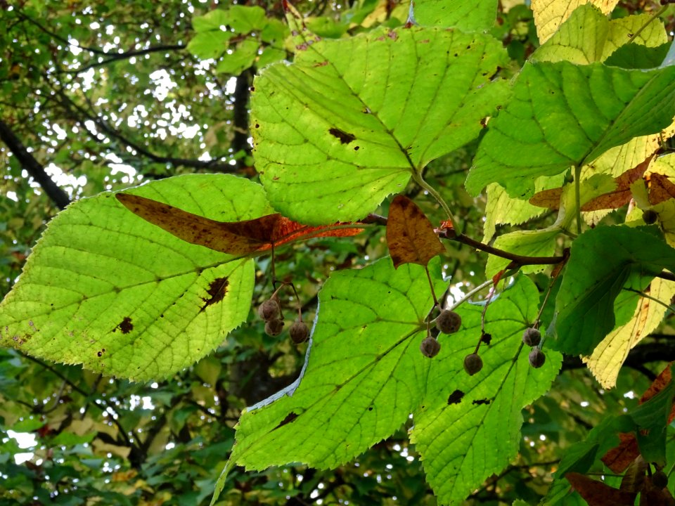 Tilleul à grandes feuilles, Tilia platyphyllos, Tiliacées,… 