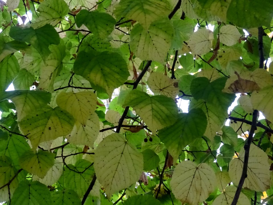 Tilleul à grandes feuilles, Tilia platyphyllos, Tiliacées,… 