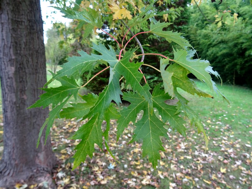 Erable argenté ou Erable de Virginie, Acer saccharinum 'Wi… 