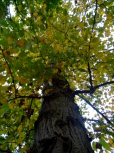 Tronc du Peuplier baumier de l'Ouest, Populus trichocarpa,… 