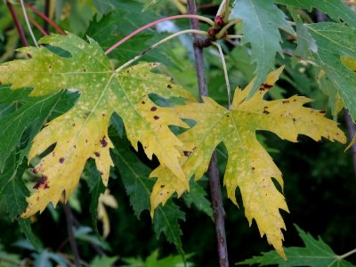 Erable argenté ou Erable de Virginie, Acer saccharinum 'Wi… 