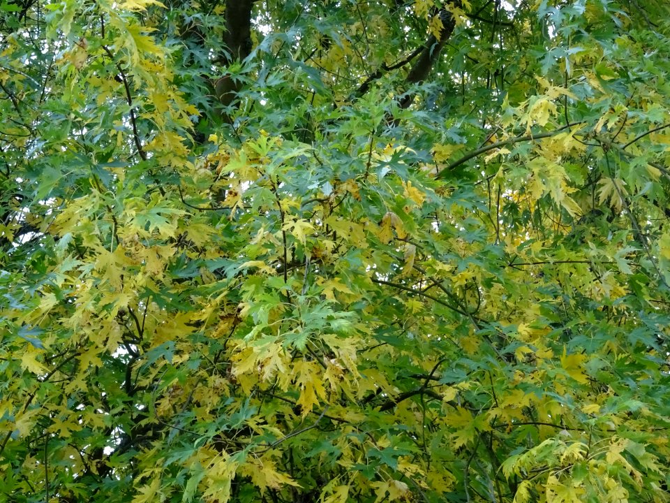 Erable argenté ou Erable de Virginie, Acer saccharinum 'Wi… 