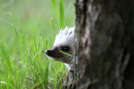 Cute pet hedgehog