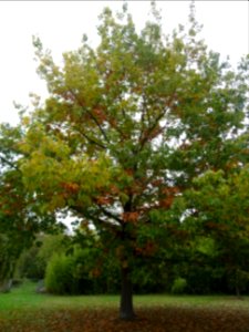 Chêne rouge d'Amérique, Quercus rubra ou Quercus borealis,… 