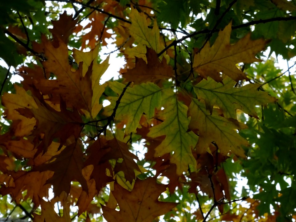 Chêne rouge d'Amérique, Quercus rubra ou Quercus borealis,… 