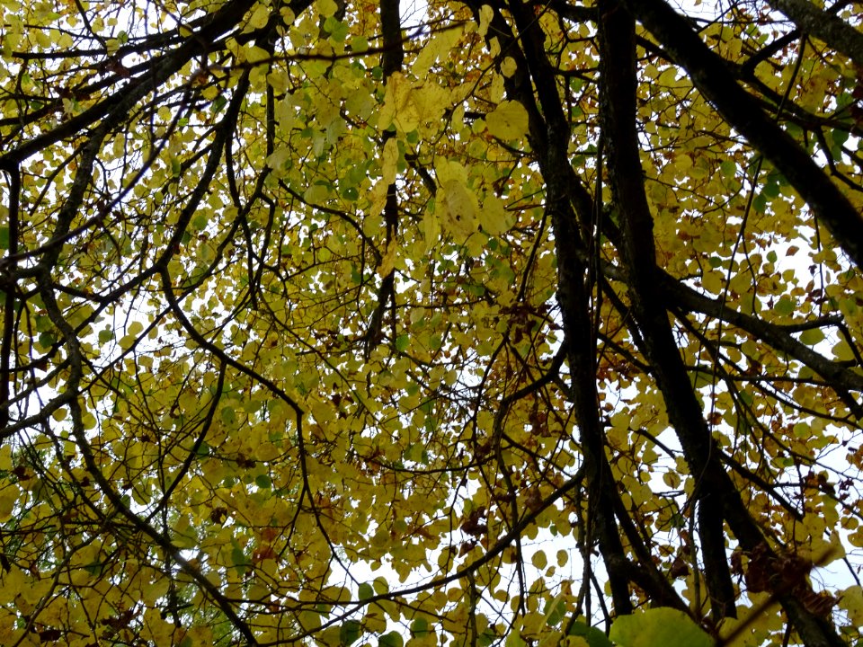 Tilleul de Crimée, Tilia * Euchlora = Tilia cordata * Tili… 