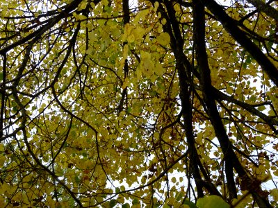 Tilleul de Crimée, Tilia * Euchlora = Tilia cordata * Tili… 