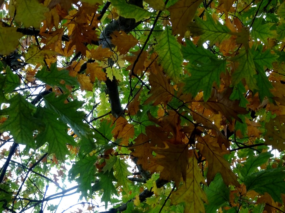 Chêne rouge d'Amérique, Quercus rubra ou Quercus borealis,… 