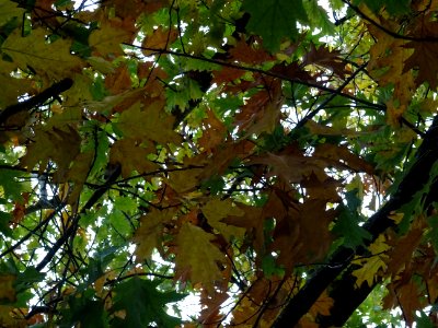 Chêne rouge d'Amérique, Quercus rubra ou Quercus borealis,… 