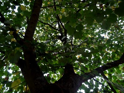 Tilleul hybride, Tilia * Orbicularis = Tilia * Euchlora*Ti… 
