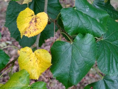 Tilleul hybride, Tilia * Orbicularis = Tilia * Euchlora*Ti… 