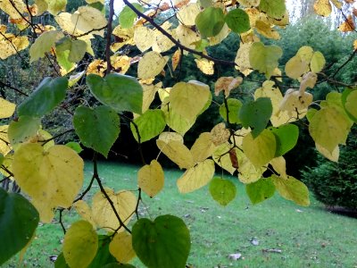 Tilleul de Crimée, Tilia * Euchlora = Tilia cordata * Tili… 
