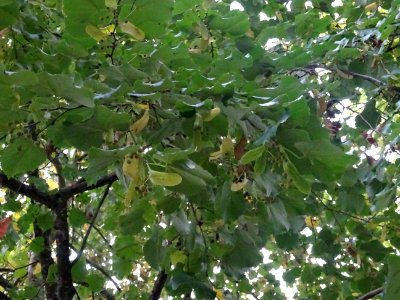 Tilleul hybride, Tilia * Orbicularis = Tilia * Euchlora*Ti… 