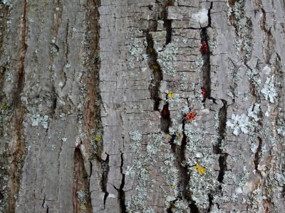 Ecorce du Tilleul hybride, Tilia * Orbicularis = Tilia * E… 