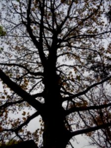 Tronc et branches de l' Erable sycomore 'Negenia', Acer ps… 