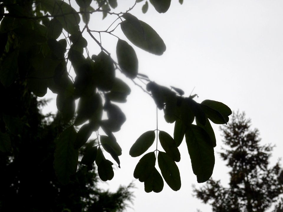 Robinier faux-acacia, Robinia pseudoacacia 'Bessoniana', F… 