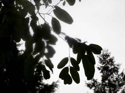 Robinier faux-acacia, Robinia pseudoacacia 'Bessoniana', F… 