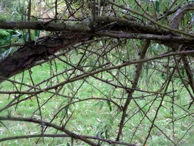 Olivier de Bohème ou Chalef à feuilles étroites, Elaeagnus… 