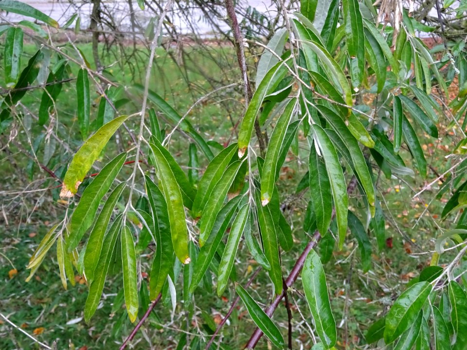 Olivier de Bohème ou Chalef à feuilles étroites, Elaeagnus… 