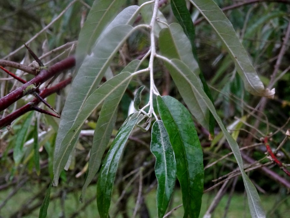 Olivier de Bohème ou Chalef à feuilles étroites, Elaeagnus… 