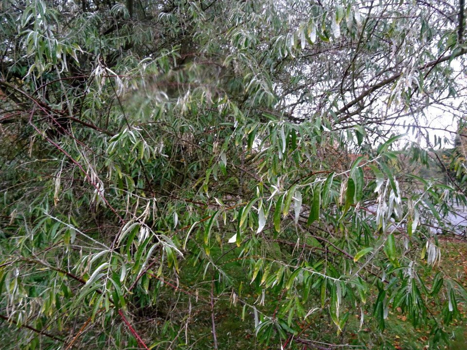 Olivier de Bohème ou Chalef à feuilles étroites, Elaeagnus… 