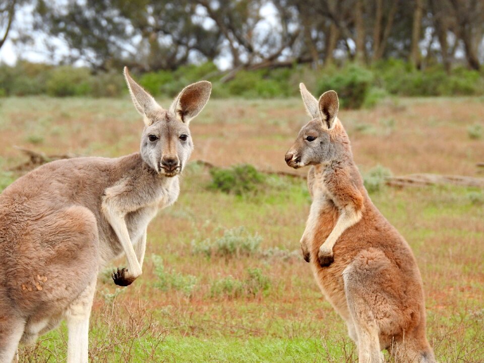 Wildlife aussie marsupial