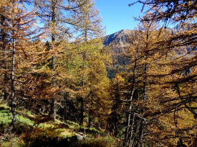 Mélèzes orangés dans le ciel bleu des Hautes-Alpes 