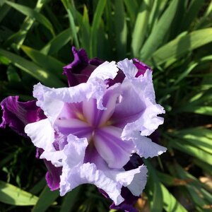 Iris purple flower purple iris photo