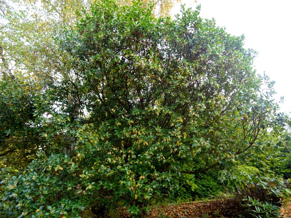 Arbousier hybride, Arbutus * andrachnoides ( A. unedo * A.… 