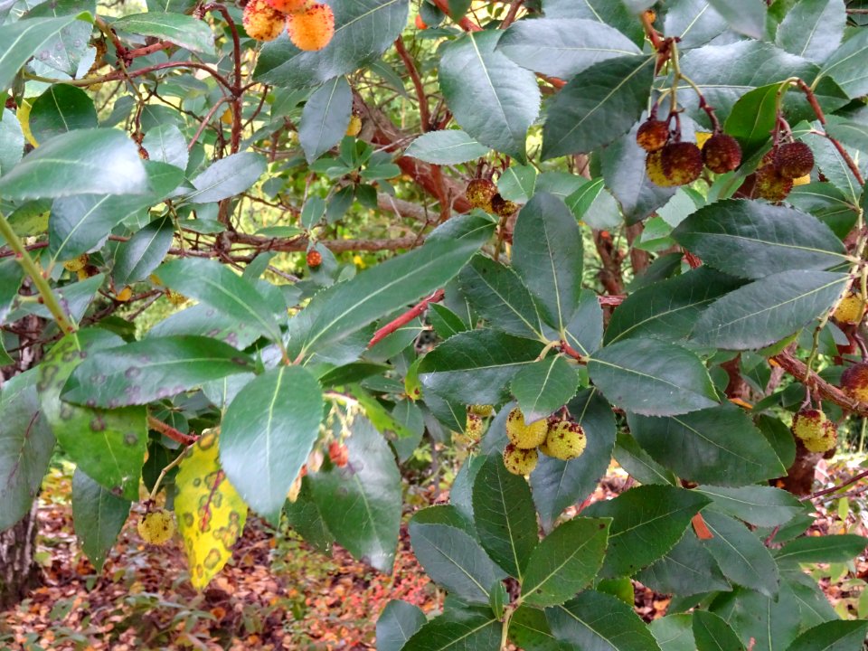Arbousier hybride, Arbutus * andrachnoides ( A. unedo * A.… 
