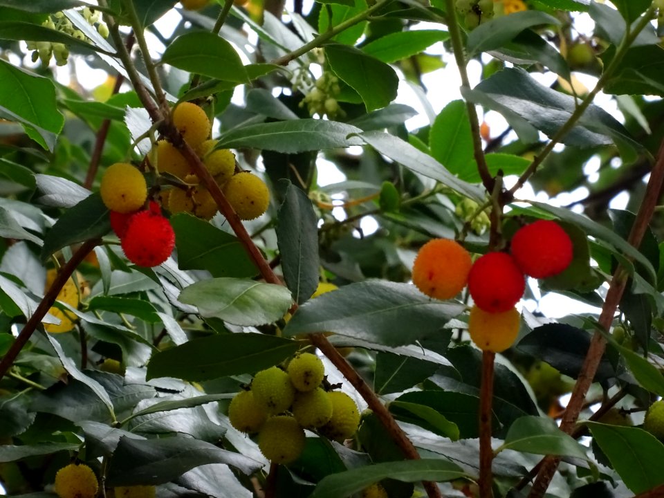 Arbousier hybride, Arbutus * andrachnoides ( A. unedo * A.… 