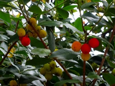 Arbousier hybride, Arbutus * andrachnoides ( A. unedo * A.… 