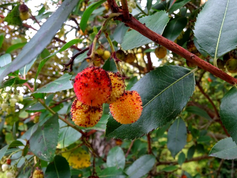 Arbousier hybride, Arbutus * andrachnoides ( A. unedo * A.… 