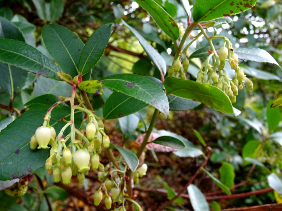 Arbousier hybride, Arbutus * andrachnoides ( A. unedo * A.… 