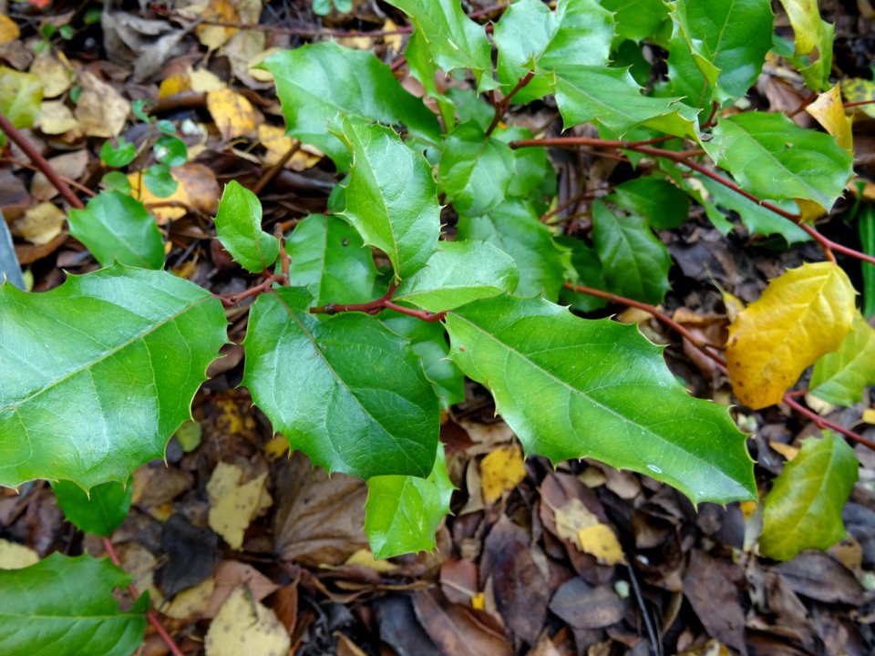 Itea à feuilles de houx, Itea ilicifolia, Iteacées, Arbore… 