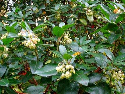 Arbousier hybride, Arbutus * andrachnoides ( A. unedo * A.… 