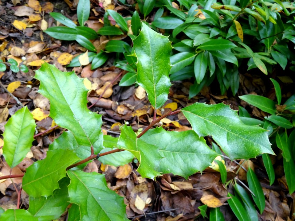 Itea à feuilles de houx, Itea ilicifolia, Iteacées, Arbore… 