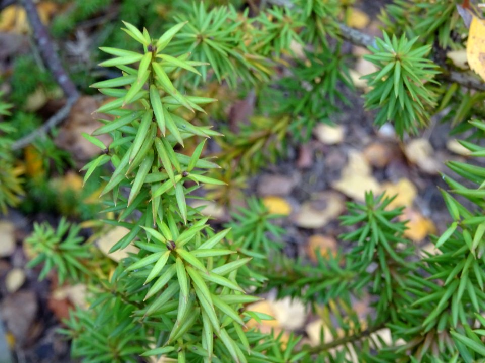Prumnopitys en épis, Prumnopitys spicata, Podocarpacées, A… 