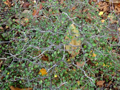 Corokie, Corokia cotoneaster, Argophyllacées, Arboretum de… 