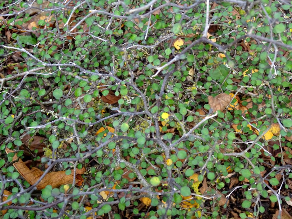 Corokie, Corokia cotoneaster, Argophyllacées, Arboretum de… 