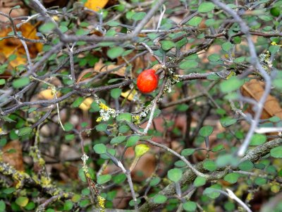 Corokie, Corokia cotoneaster, Argophyllacées, Arboretum de… 
