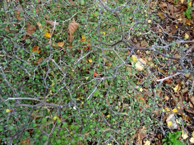 Corokie, Corokia cotoneaster, Argophyllacées, Arboretum de… 